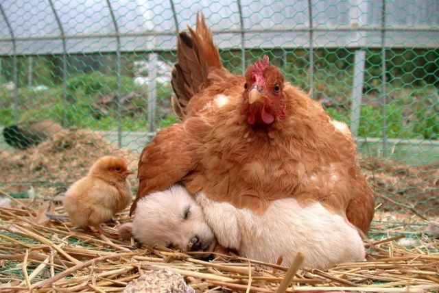 motherhengoldenpup.jpg
