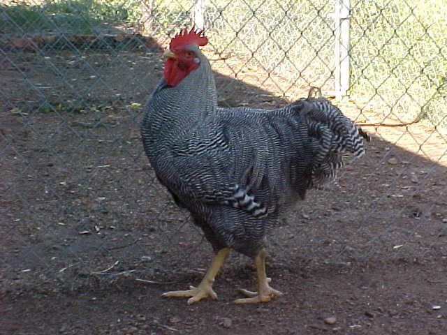 BarredRockRooster.jpg