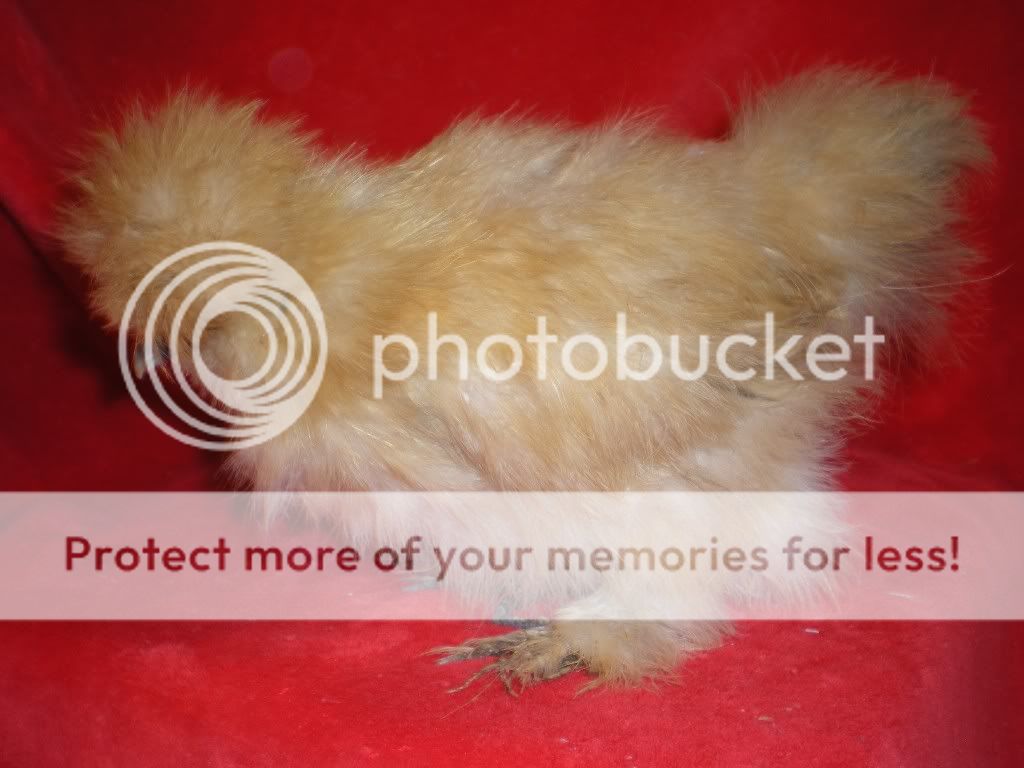 DSCN4765.jpg