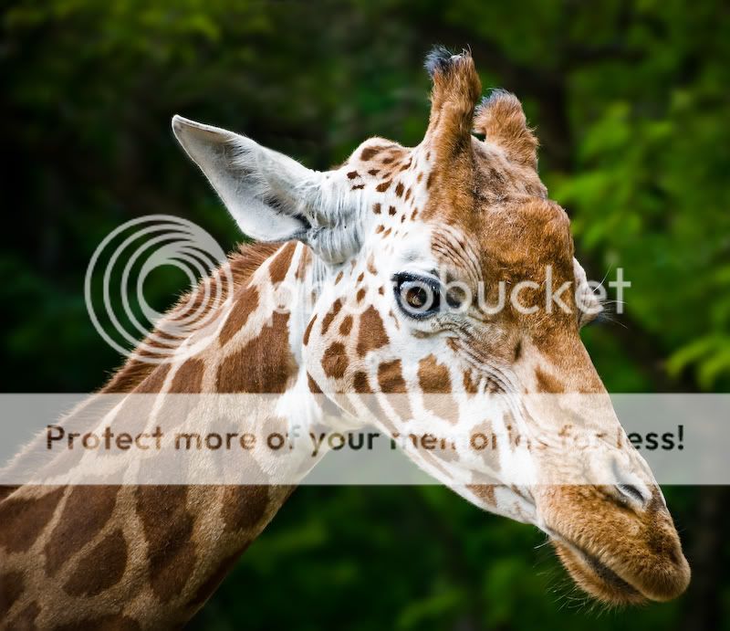 20080531202856_giraffe.jpg