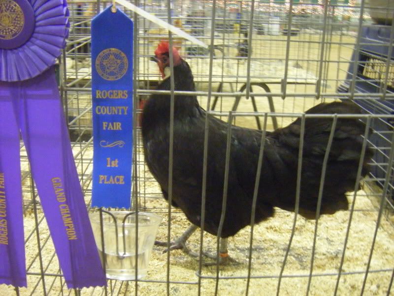 RogersCountyFair2009002.jpg