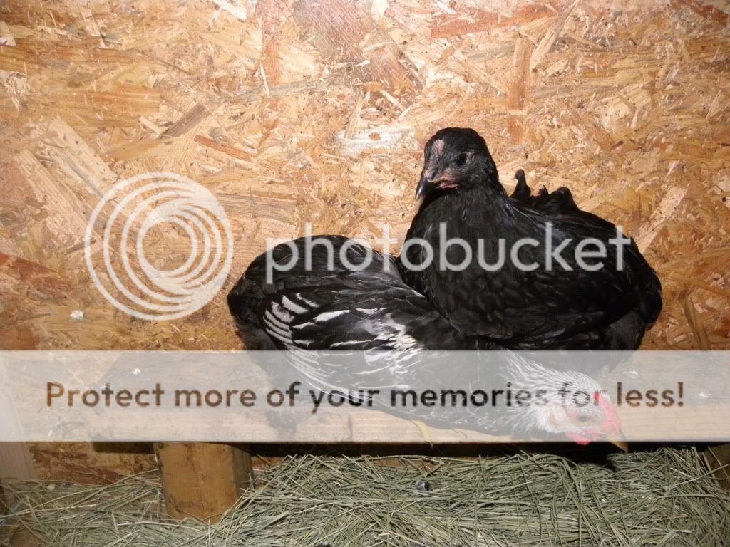 DSCN4378.jpg