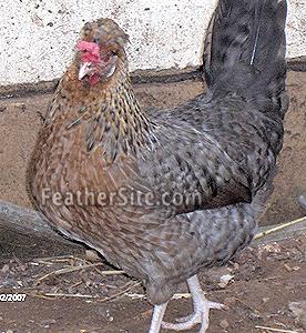 CreamLegbarP2.JPEG