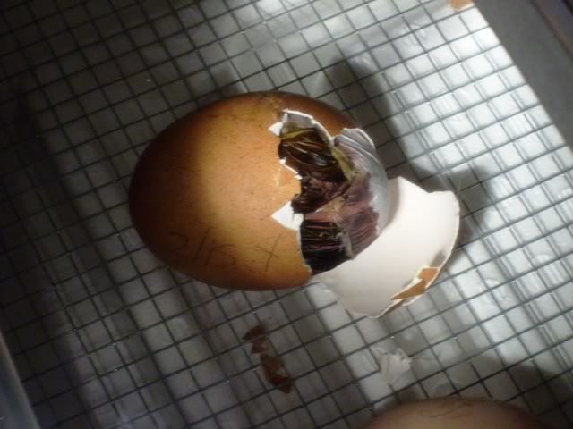 Hatch1.jpg