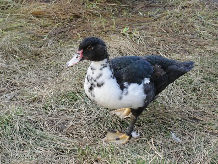 Blackhen.jpg