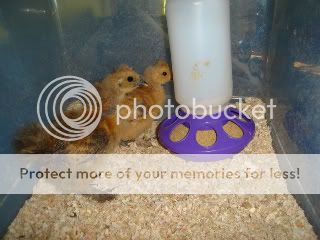 DSC08274.jpg