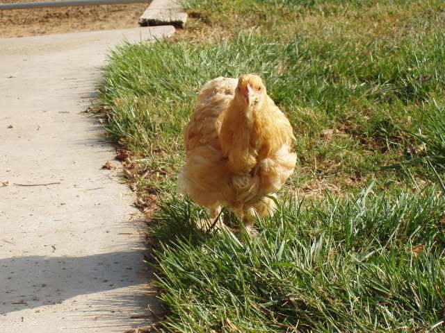 Chickens190.jpg