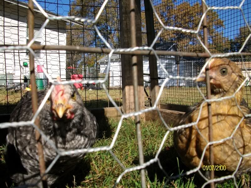 Chickens012.jpg