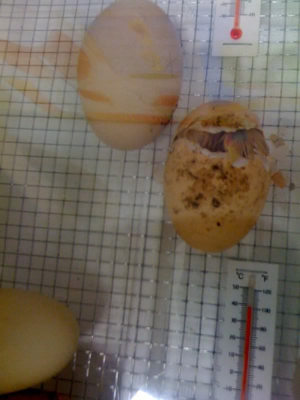 chick4.jpg