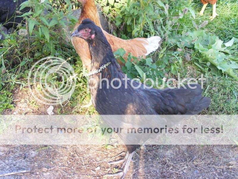 chickens003.jpg