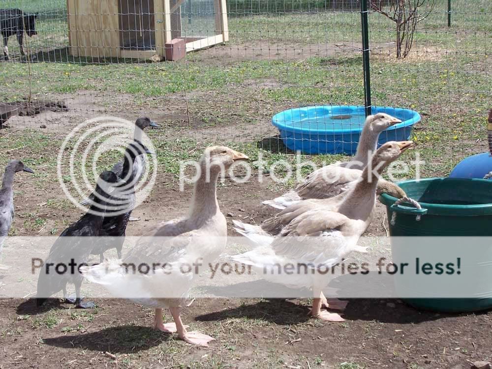 goosesoutside.jpg