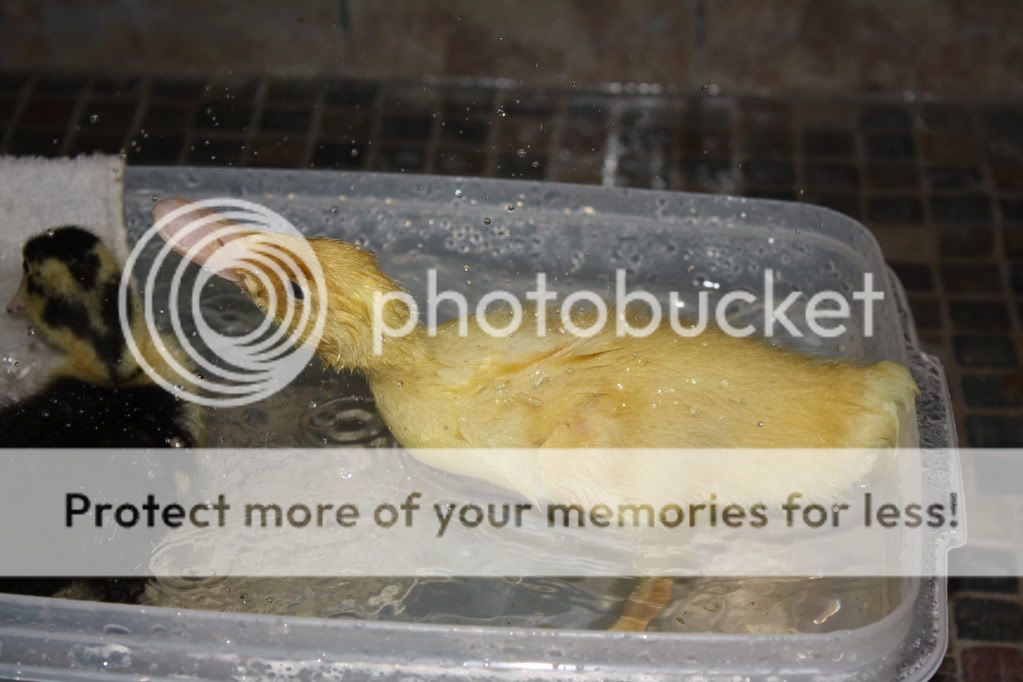 duckies014.jpg