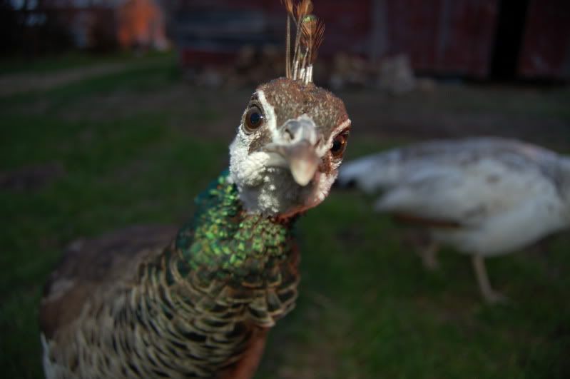 DSC_0015.jpg