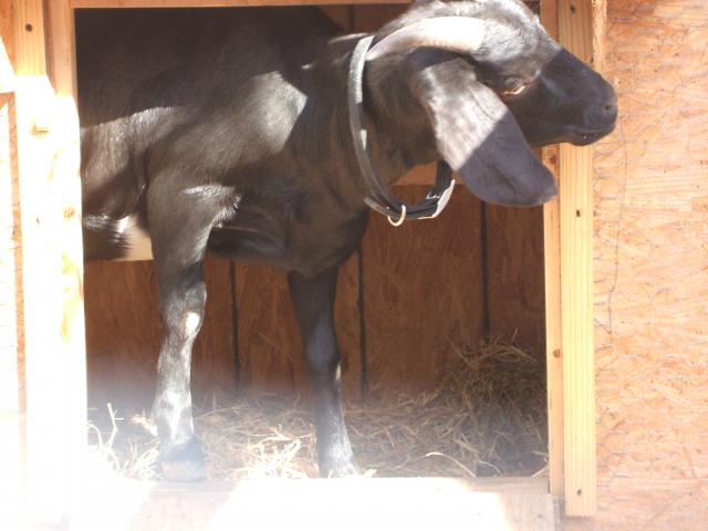 3070_goat_in_chicken_house_and_sick_hen_001.jpg