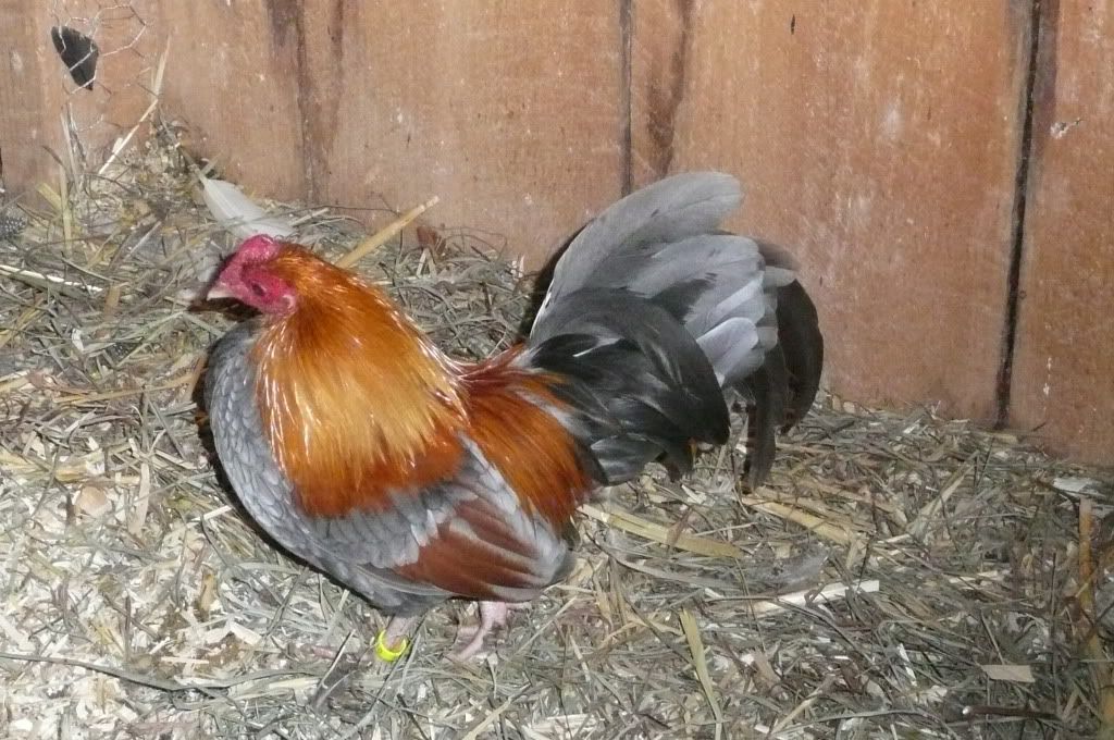 nov162011001.jpg
