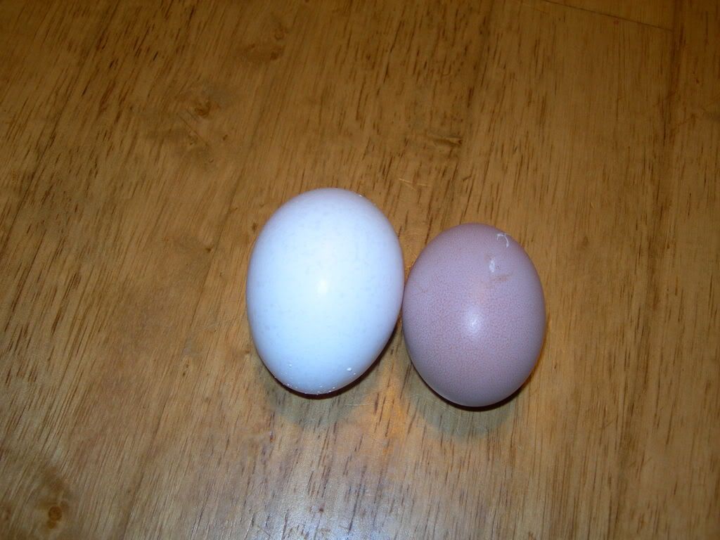 firsteggs005.jpg