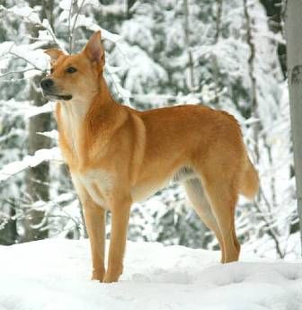Chinook%20Dog%20(2).jpg