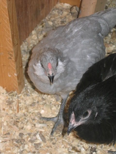 Geese008.jpg