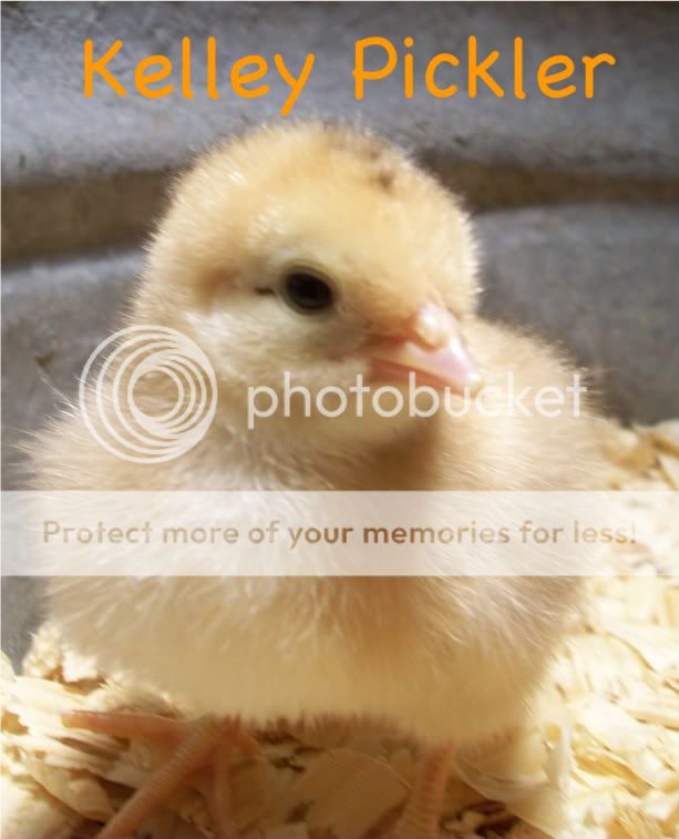 chicks2026-1.jpg