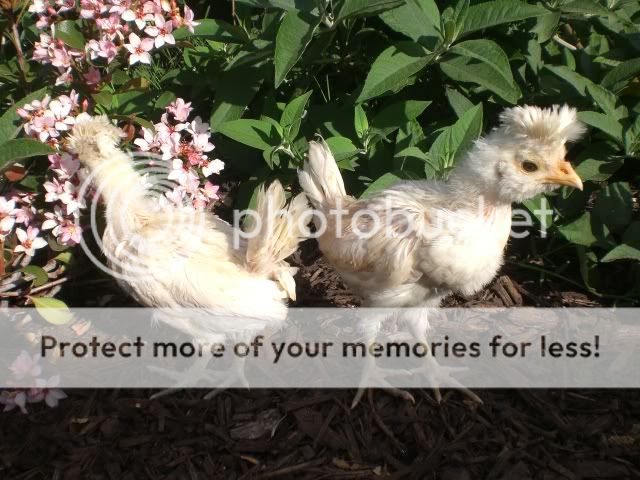 babiesbuff.jpg