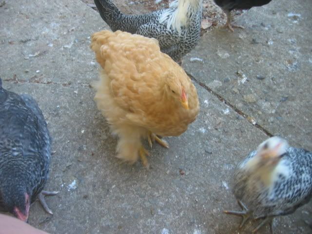 100_0053-1.jpg