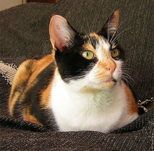 calico.jpg