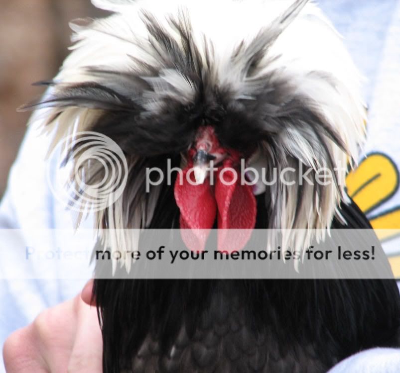 bantamblueroosterface.jpg