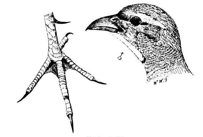 GreyPartridge.jpg