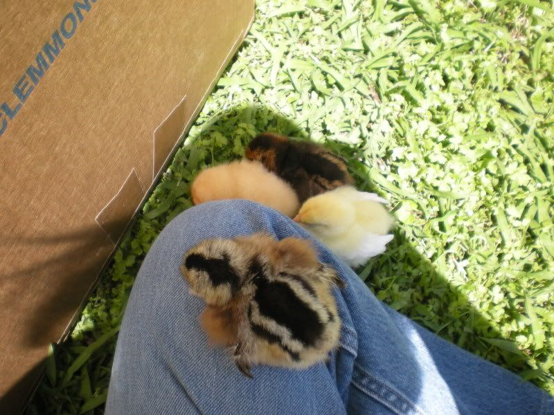 chickencoop029.jpg
