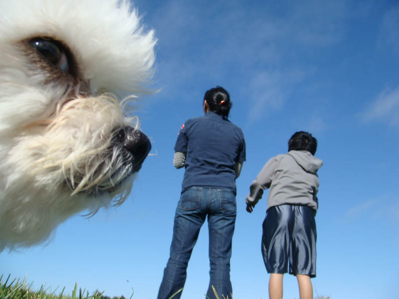 dog-photobomb.jpg