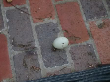 mysteryegg1.jpg