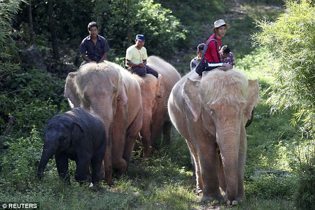 1415712375510_wps_19_Keepers_ride_on_white_ele.jpg