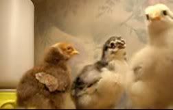 BabyChick-007.jpg