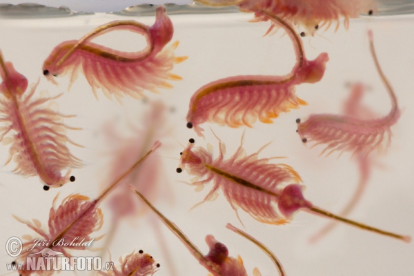 brine-shrimp-90515.jpg