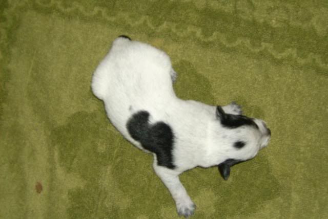pup7.jpg