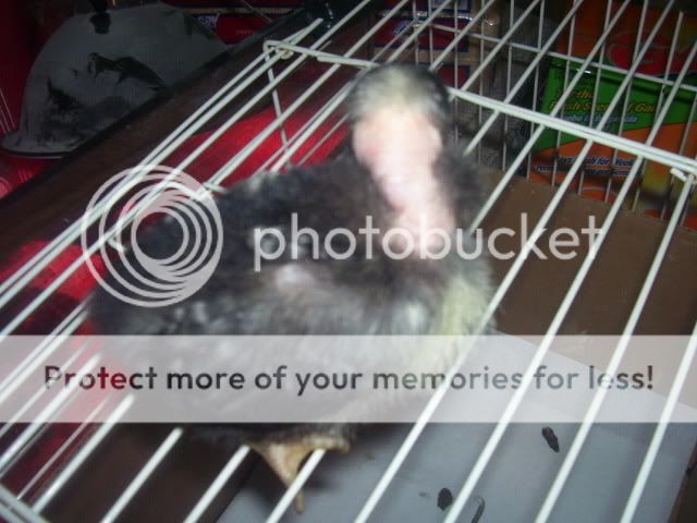 100_2673.jpg