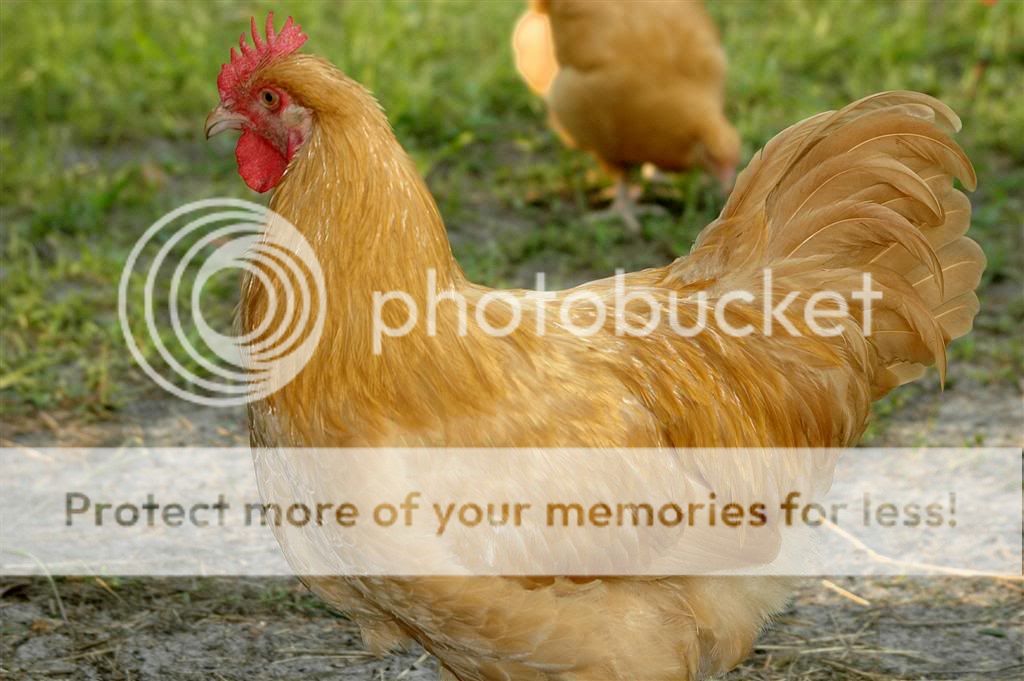 Chickens201116.jpg