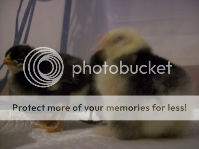 chick027.jpg