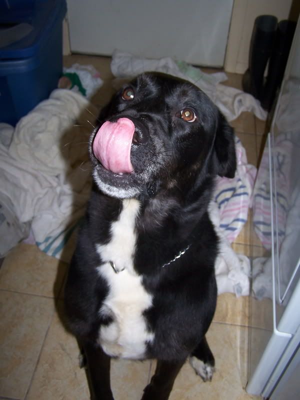 maxadoption011.jpg