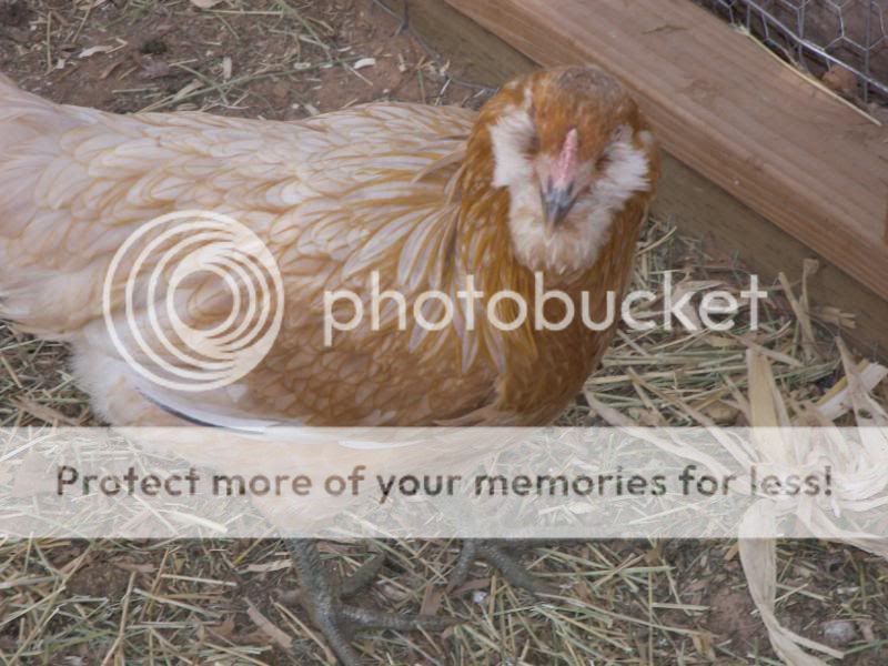 pets006-1.jpg