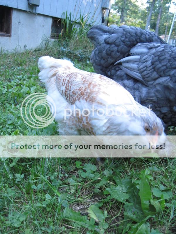 chickens039.jpg