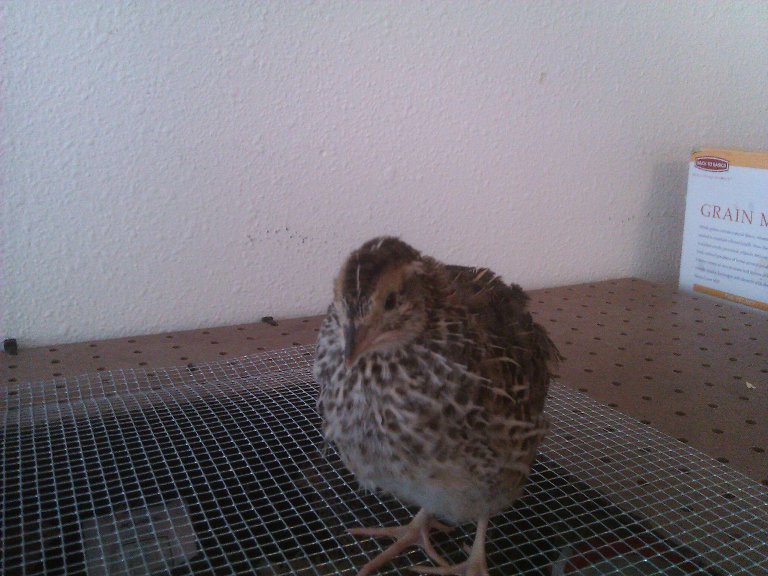 img20110330131508.jpg