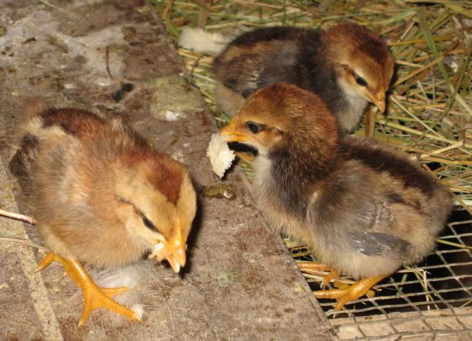 babies_bread1.jpg