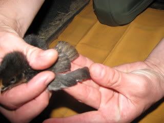 Picture016.jpg