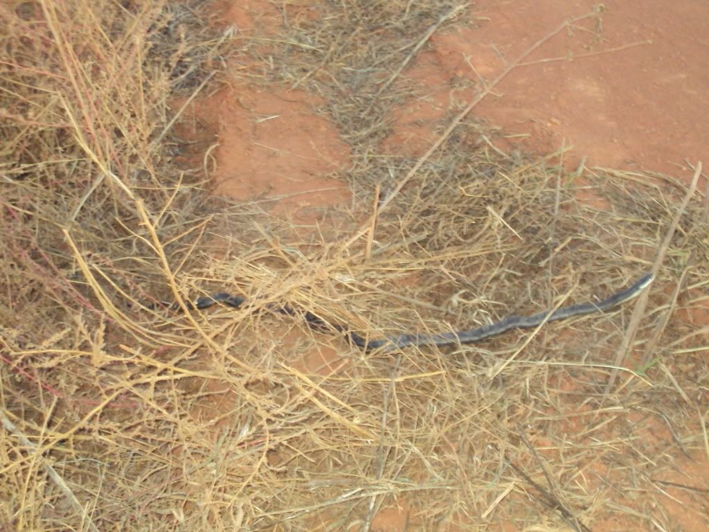 DSC00810.jpg