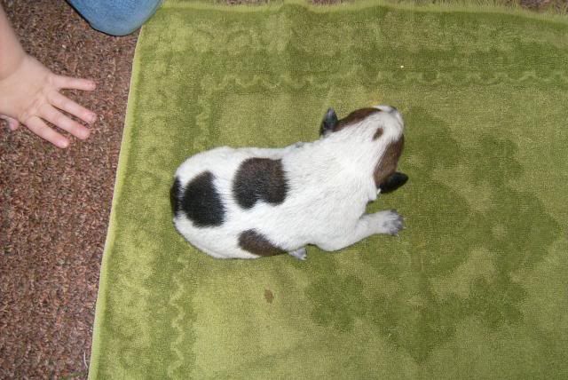 puppy2.jpg