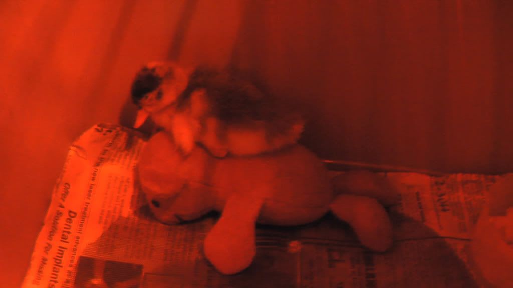 duckbrooderday3b05182010.jpg