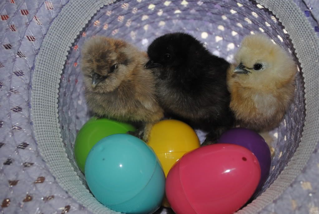 a3broody.jpg