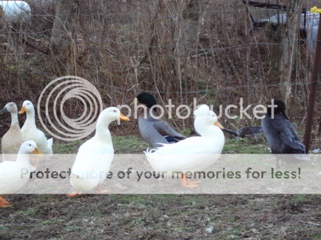 DSC00509.jpg