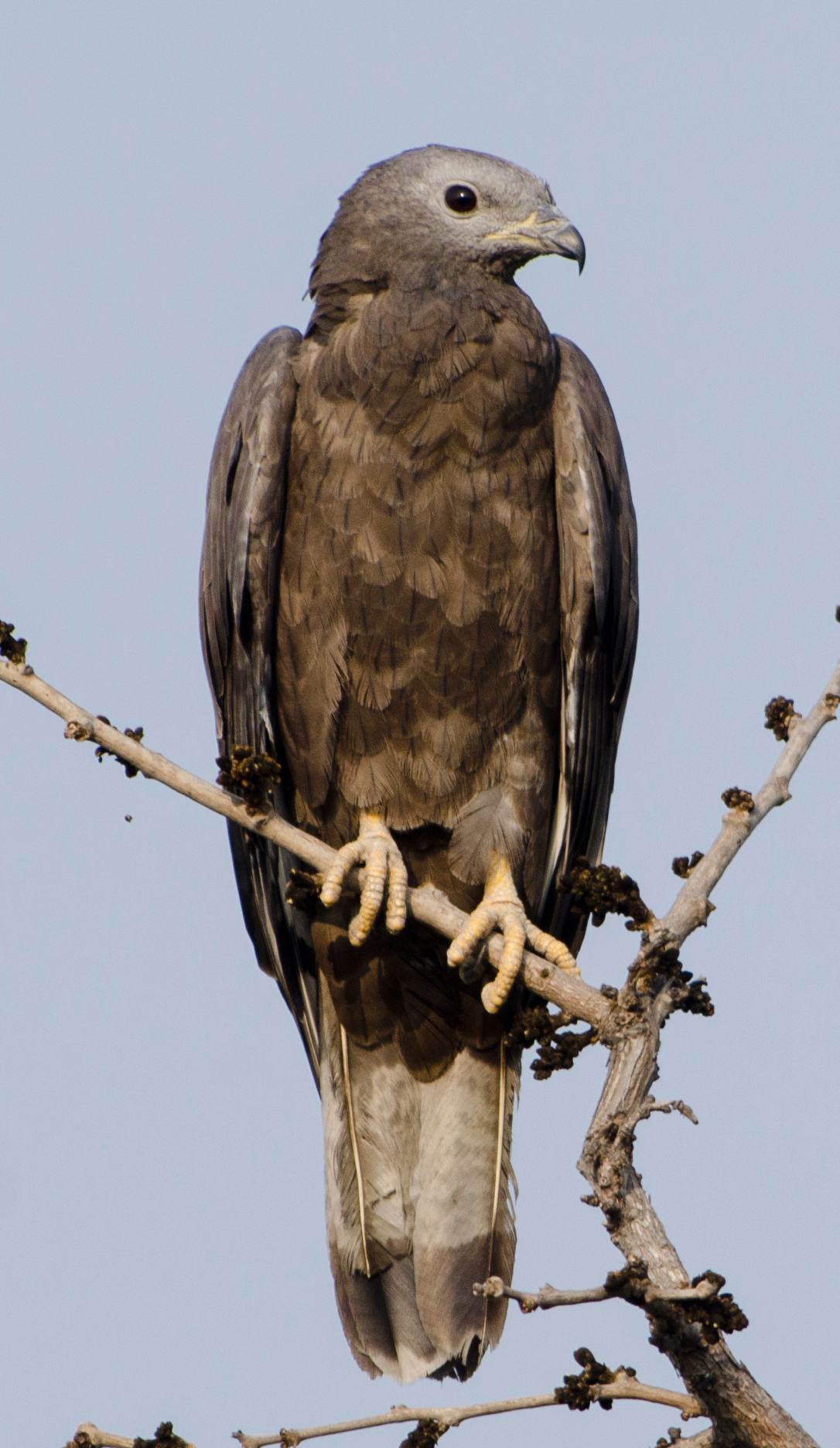 Oriental_Honey-buzzard_Pernis_ptilorhyncus.jpg